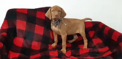 We have five beautiful Vizsla puppies ready to be rehomed. They are dewormed, vet checked, have thei...