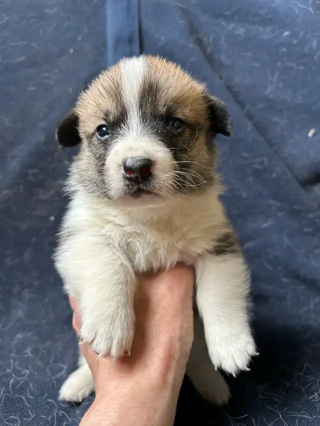 Chiot COWBOY CORGI à adopter in Dogs & Puppies for Rehoming in West Island - Image 2