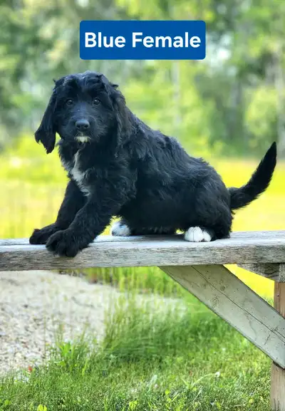 Bernedoodle Puppies, View more