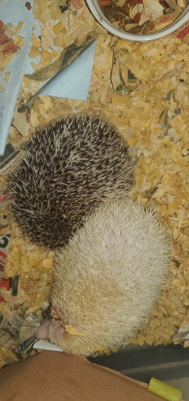 Hedgehog Pair in Small Animals for Rehoming in City of Toronto