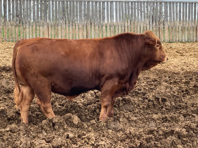Gelbvieh Bull for Sale! in Livestock in Edmonton - Image 3