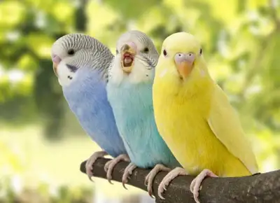 Recently my budgies partner passed away. I would like to get him a new friend.