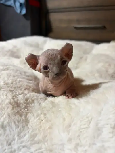 SPHYNX Dwelf, View more