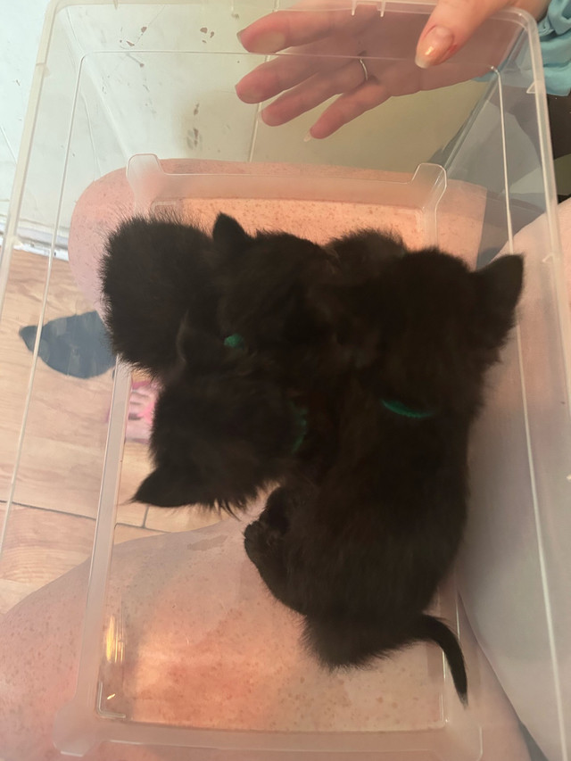 Kittens for sale in Cats & Kittens for Rehoming in Fredericton - Image 3