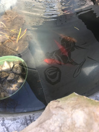 3 koi for sale * Kitchener Waterloo not Hanover 