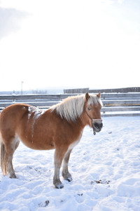 Pony for rehoming
