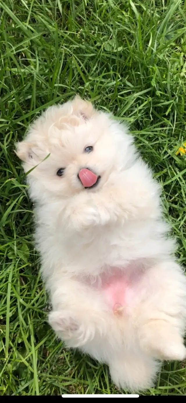 Pomeranian purebred  puppies ❤️ in Dogs & Puppies for Rehoming in Edmonton - Image 7