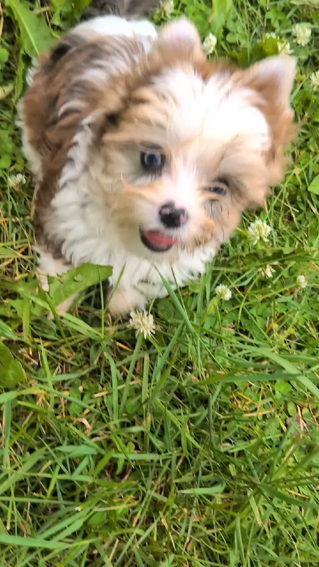 Blue eyed Yorkie in Dogs & Puppies for Rehoming in Oshawa / Durham Region - Image 8