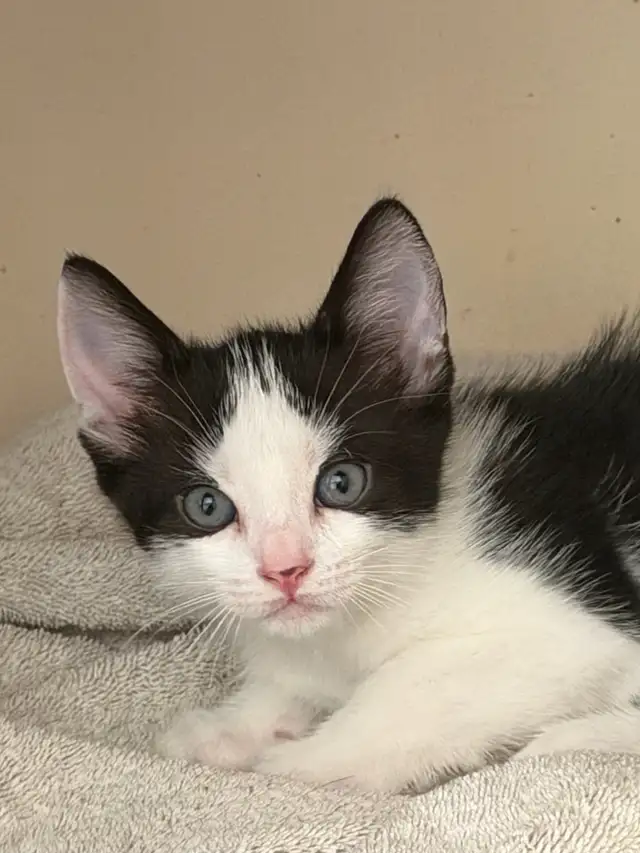 Kittens-   pest control lineage in Cats & Kittens for Rehoming in Delta/Surrey/Langley - Image 2