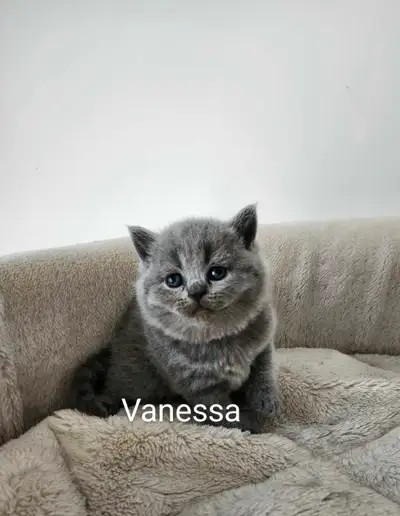 BRITISH SHORTHAIR KITTENS, View more