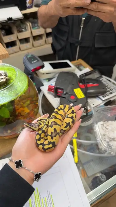 GD Pastel mystery het ball python, View more