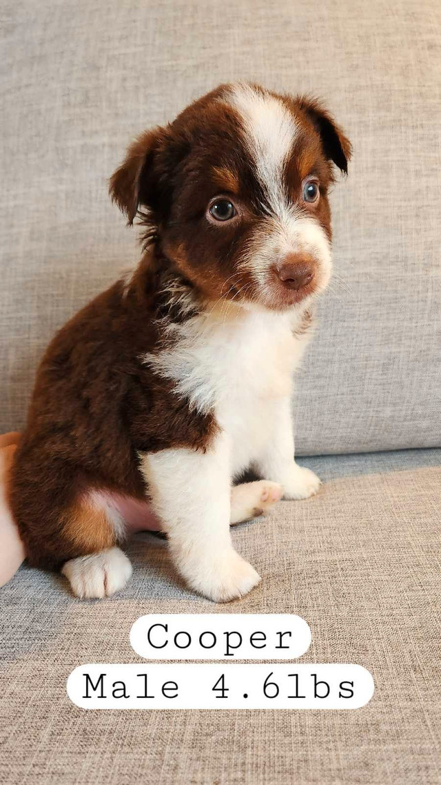 Purebred Miniature Australian Shepherd Puppies in Dogs & Puppies for Rehoming in Chilliwack - Image 2