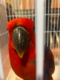 Ectlectus parrot