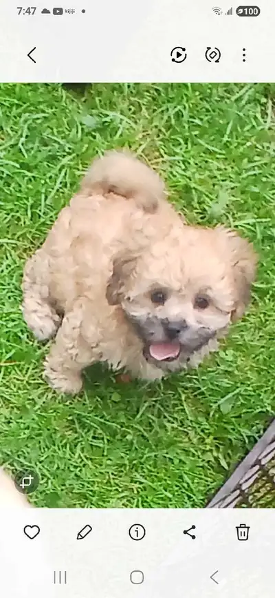 shipoo pups for sale, View more