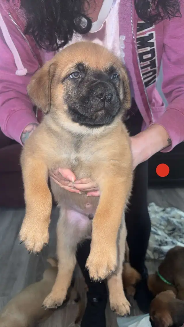 Mastiff mix pups 6 boys in Dogs & Puppies for Rehoming in Sarnia - Image 6