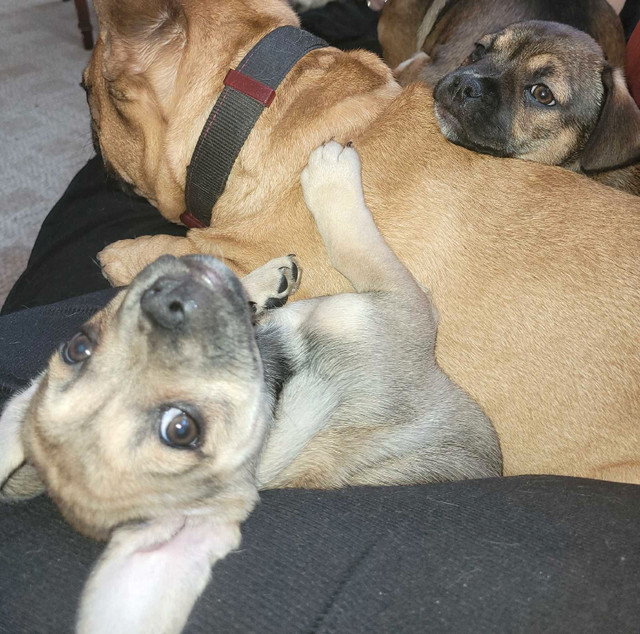 French Bulldog Qrt Chihuahua in Dogs & Puppies for Rehoming in Winnipeg