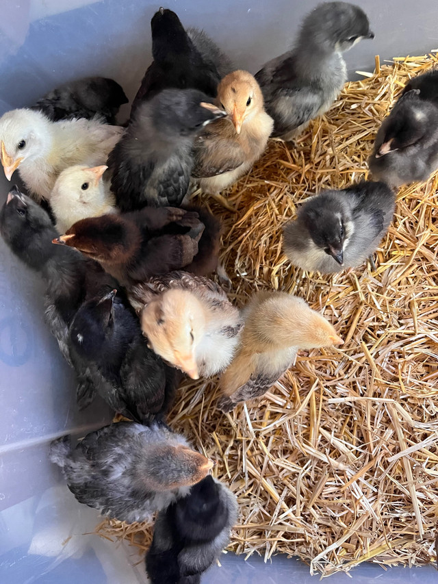 Easter and Olive egger chicks  in Livestock in Kawartha Lakes - Image 2