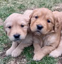 Adorable Female Golden Retriever puppies