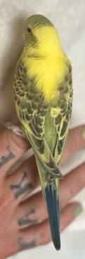 RAINBOW BUDGIE CHICKS NEED HOMES in Birds for Rehoming in Kelowna - Image 3
