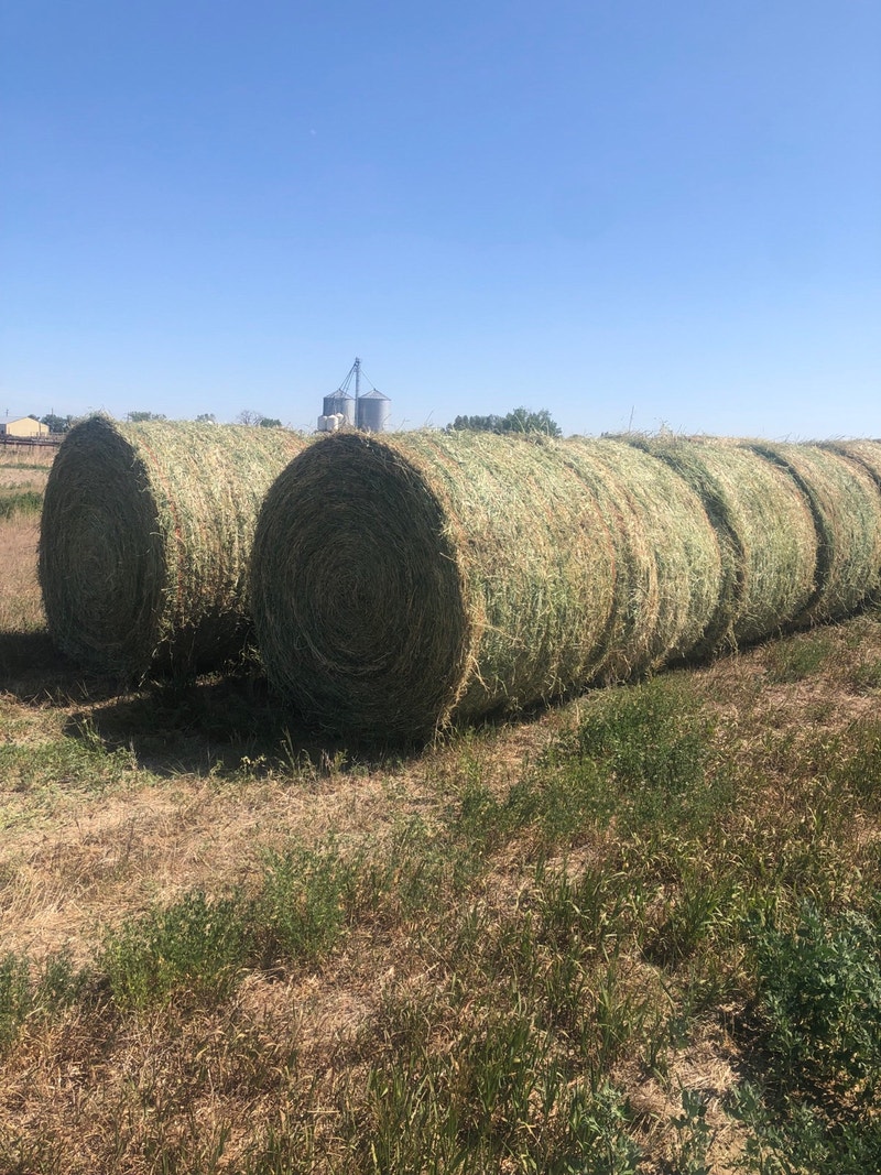 Hay For Sale. Please Contact Livestock Lethbridge Kijiji