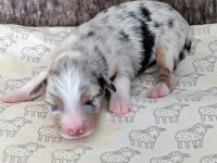 ❤ Registered Maxi-Mini Australian Shepherd puppies!