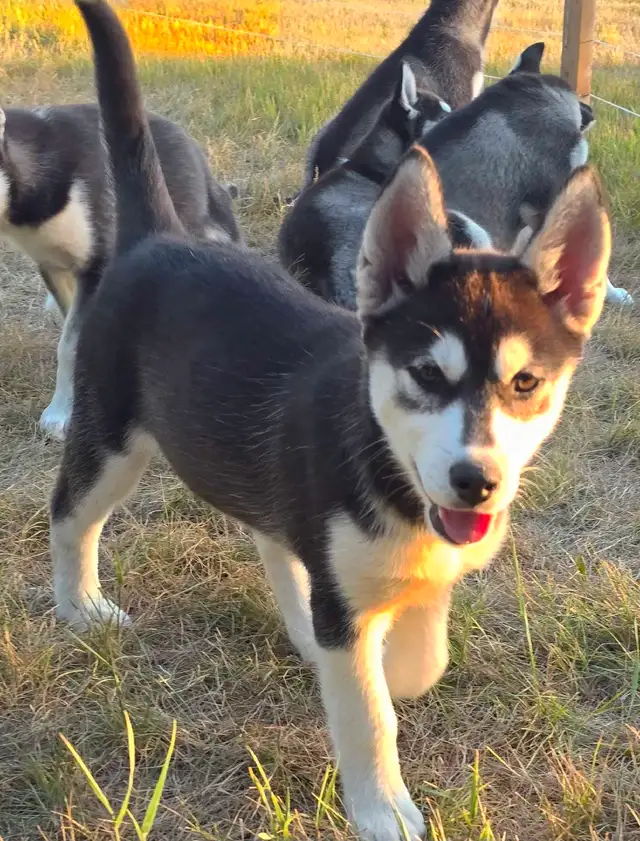 Siberian Husky Pups in Dogs & Puppies for Rehoming in Winnipeg - Image 8