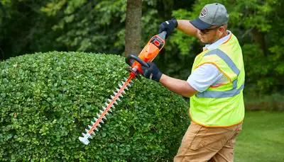 HEDGE AND SHRUB TRIMMING ☎️519-933-0443, View more