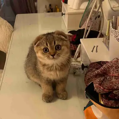 Scottish Mix British , View more