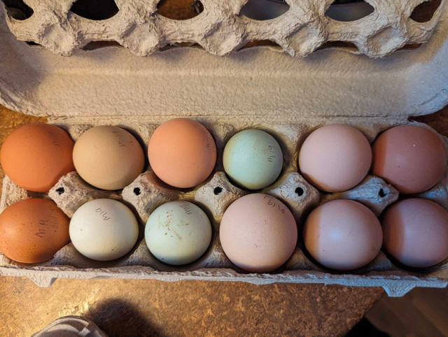 Rainbow hatching eggs in Livestock in Saint John