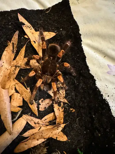 tarantula collection for sale , View more