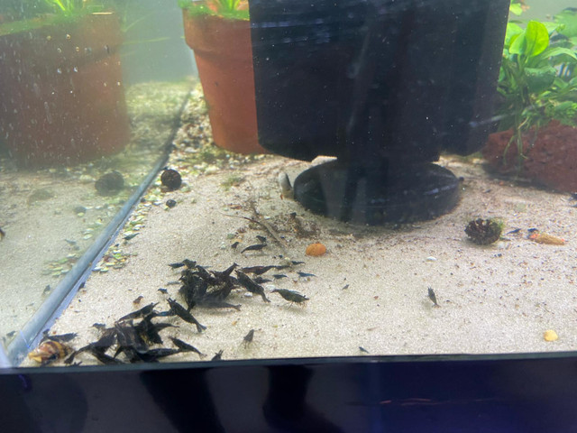 Shrimp Black Rose in Other Pets for Rehoming in Hamilton