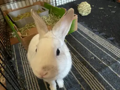 Rabbits small animal, View more
