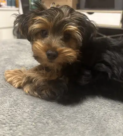 Yorkshire, View more