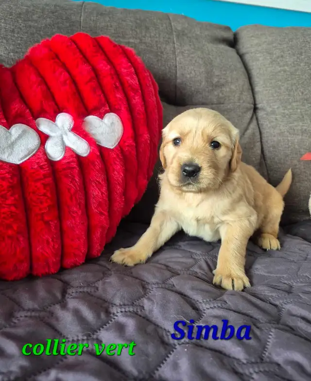 Adorables Chiots Golden Retriever in Dogs & Puppies for Rehoming in St-Georges-de-Beauce - Image 3