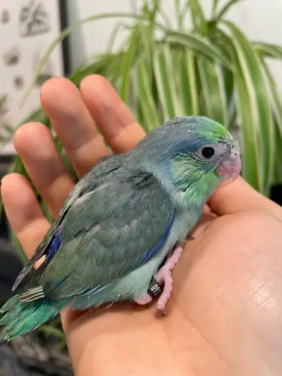 Parrotlet babies will be ready in 2-3 weeks —————- Blue female $200 Turquoise male $275 Pastel turqu...