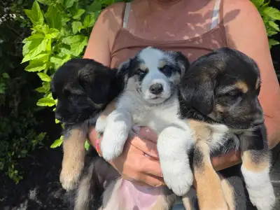 Puppies for Sale, View more