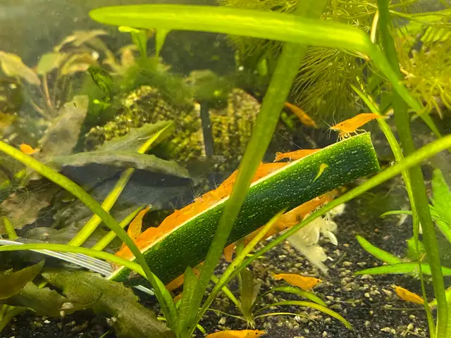 Orange Sunkist Shrimp  in Fish for Rehoming in Hamilton - Image 8