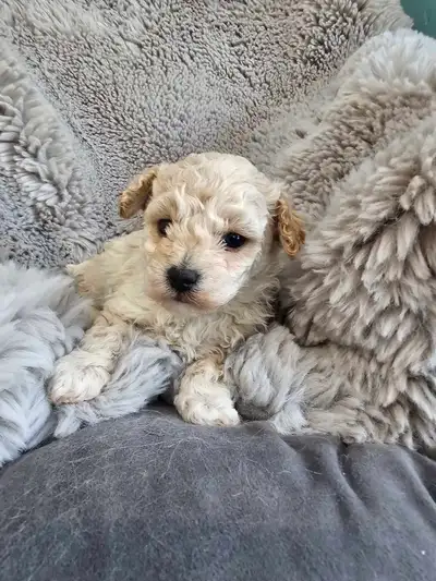 Poodle Puppy, View more