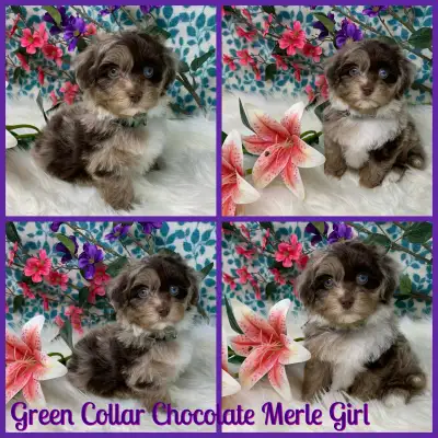 Stunning Rare Chocolate Merle Havapoo Baby Girls!, View more