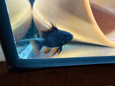 Dark Knight Ram, View more