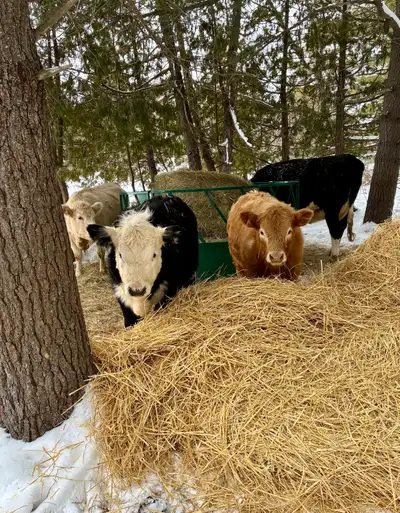 Beef Calves For Sale, View more