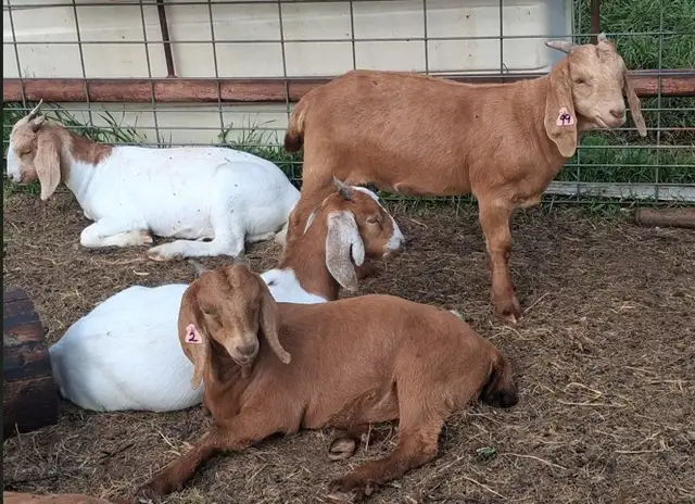 Boer Doeling Goats.  These female goats were born April 7 - 17. in Livestock in Lloydminster - Image 2