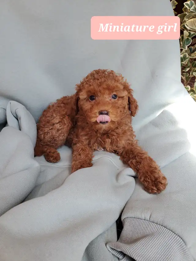 Miniature poodle puppy in Dogs & Puppies for Rehoming in Winnipeg - Image 4