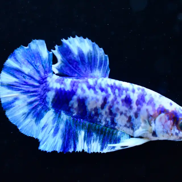 Betta Fish with Bold Color & Clean Lines in Fish for Rehoming in Moncton - Image 9
