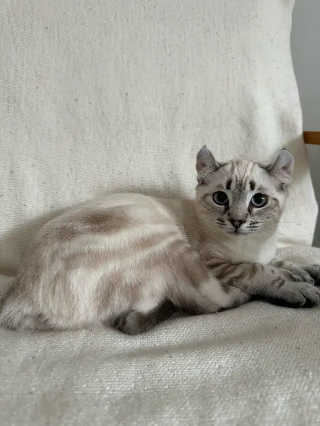 highland lynx  in Cats & Kittens for Rehoming in Trois-Rivières - Image 3