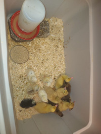 Day old chicks