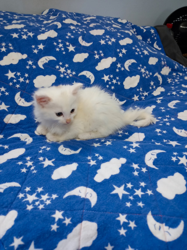 RAGDOLL X KITTENS! One left Cats & Kittens for Rehoming Victoria Kijiji