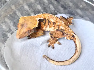 High Quality Crested Gecko Collection, View more