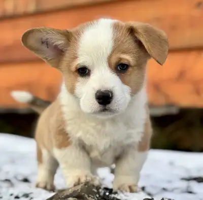 Adorable Pembroke Welsh Corgi Puppies!!, View more