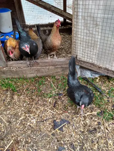 Old English bantams, View more